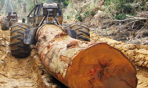 Exploitation forestière. Suriname Consultant, Services aux Entreprises, Conseil & Aide à l’Implantation.